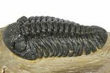 Phacopid (Morocops) Trilobite - Foum Zguid, Morocco #372428-1